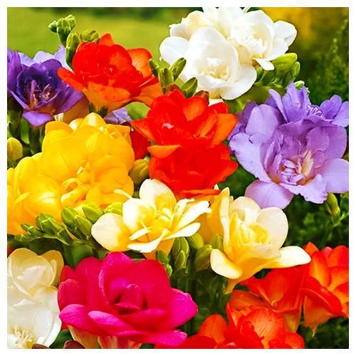 ���������� ������ �������� ������ ������, ����  