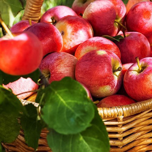 ���������� ������ ������������ ���������  