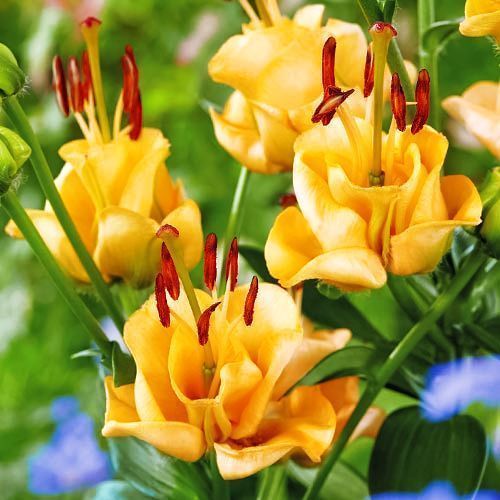 ���������� ����� ��������� �������� ������� ����  