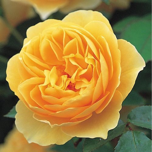 ���������� ���� ���������� ������ �����  