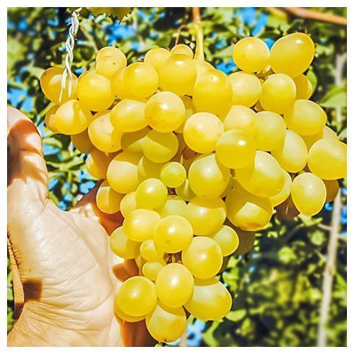 ���������� �������� �������� �����  