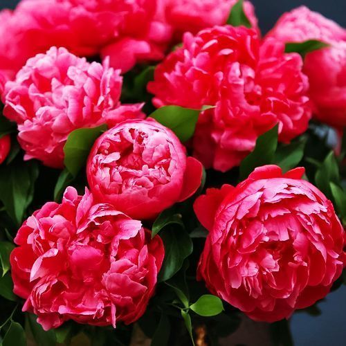 ���������� ���� ��� ���� ������  