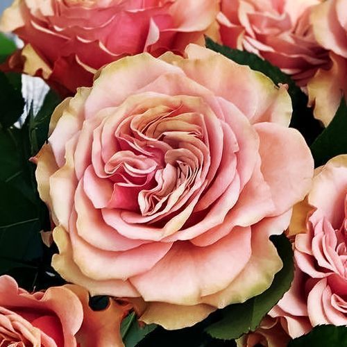 ���������� ���� �����-��������� ������ �����  