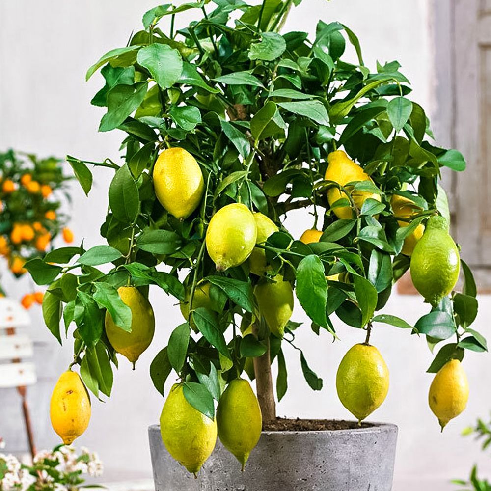 ���������� ������ ��������� ����� �������  