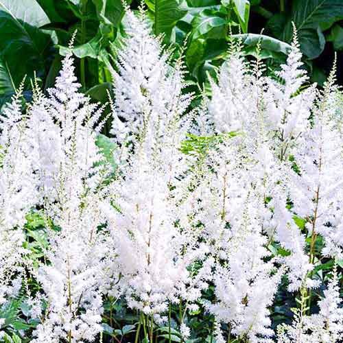 ���������� �������� ������� �������  