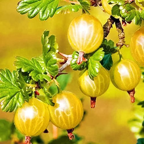 ���������� ��������� �������  