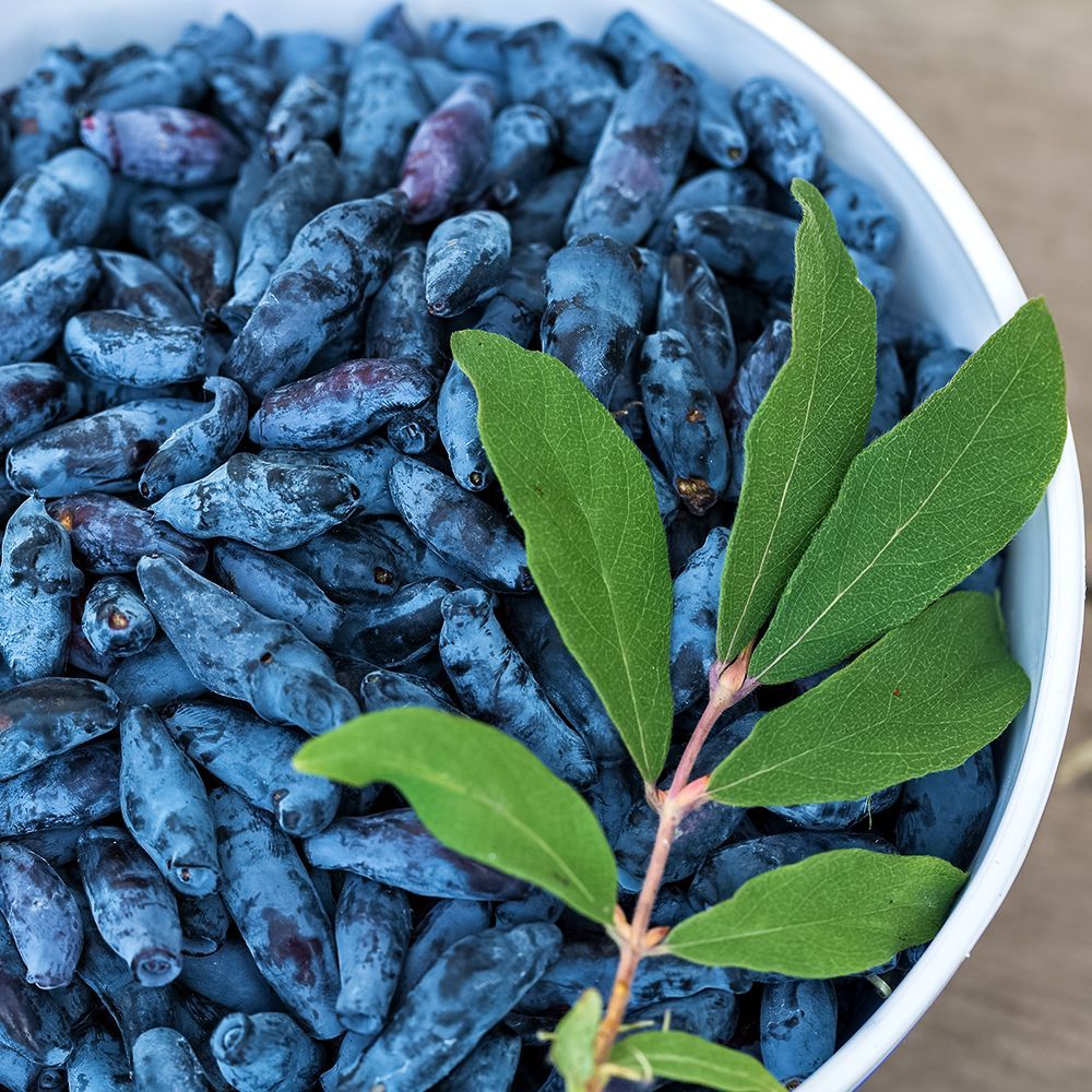 ���������� ��������� ��������� ������������ ��� ������  