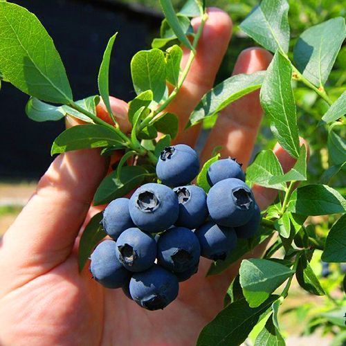 ���������� �������� ����������  