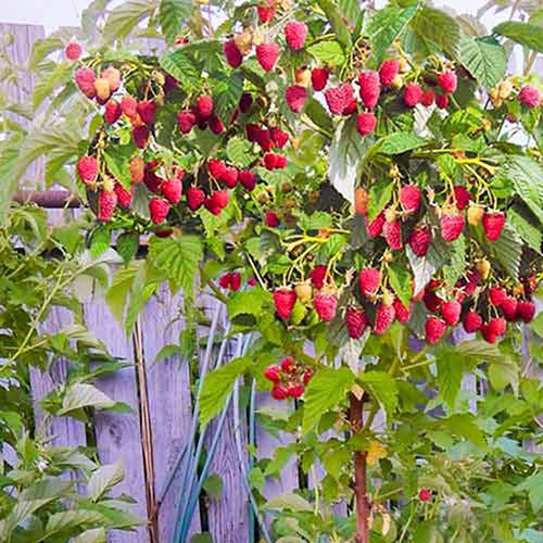 ���������� ��������� ������ ������  