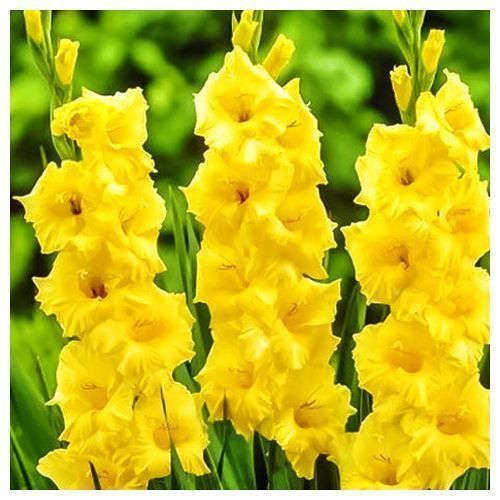 ���������� ��������� ��������������� ����� ����  