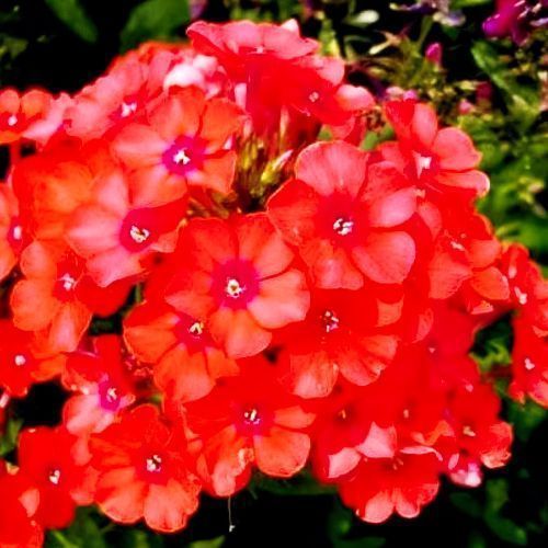 ���������� ����� ����������� �.�.����  