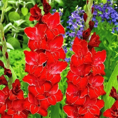 ���������� ��������� ��������������� �������  