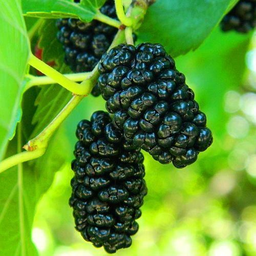 ���������� ��������� ������ �����  