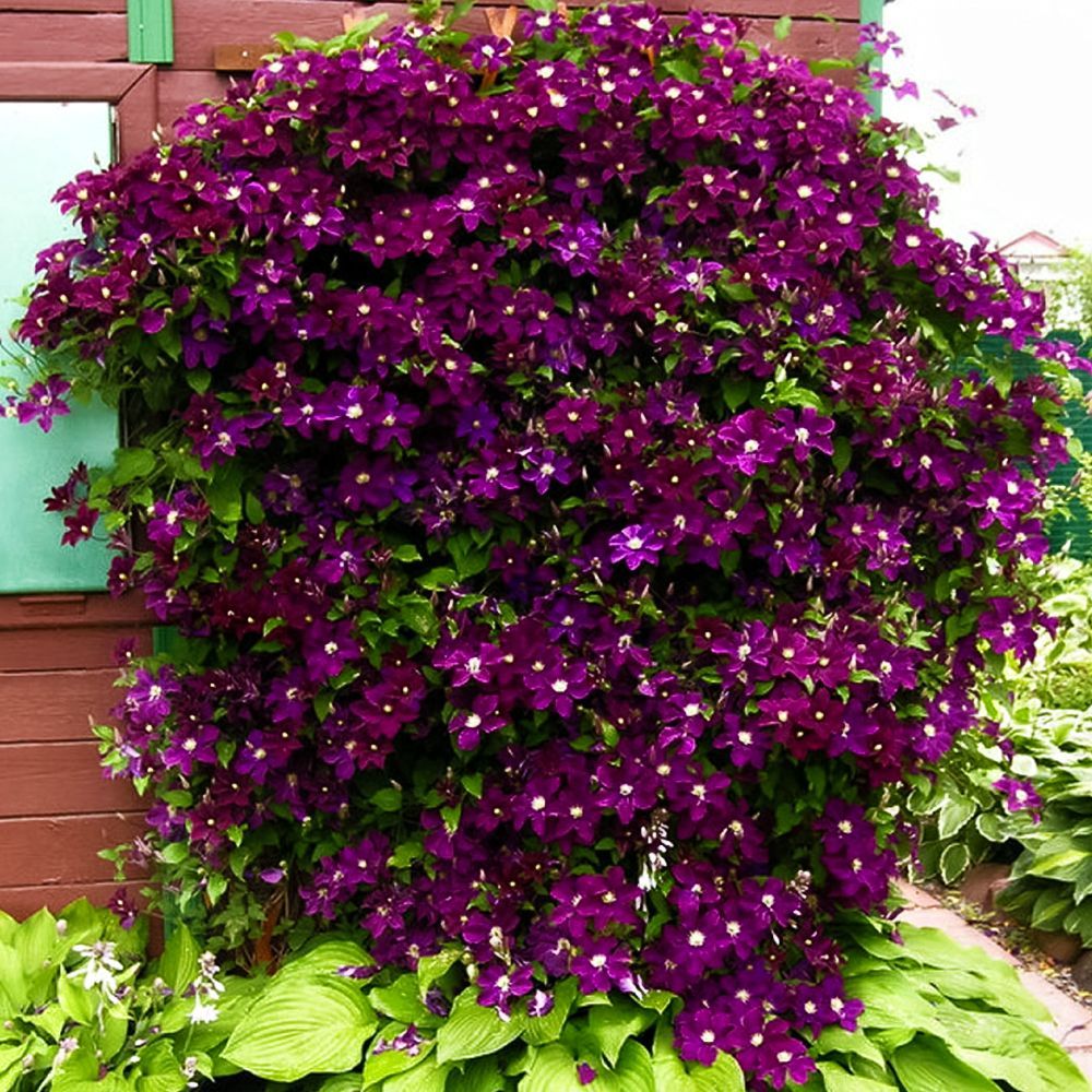 ���������� �������� ������������� ��������� ����  