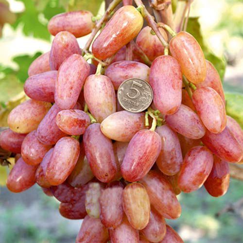 ���������� �������� ������������  