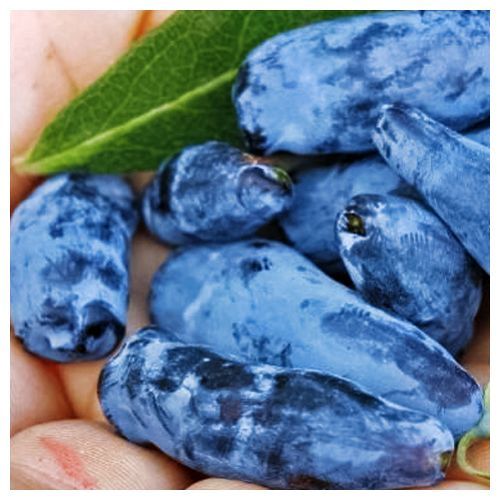 ���������� ��������� ���������  