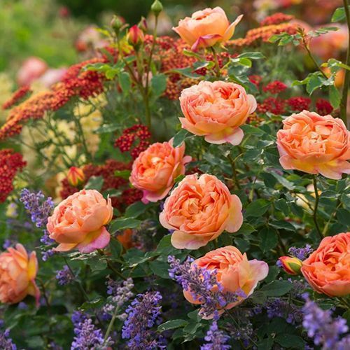 ���������� ���� ���������� ���� �� �����  