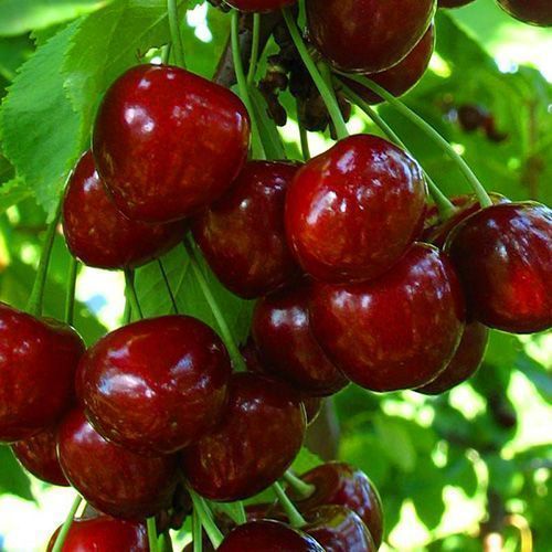 ���������� ������� ������  