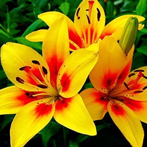 ���������� ����� ��������� �����  