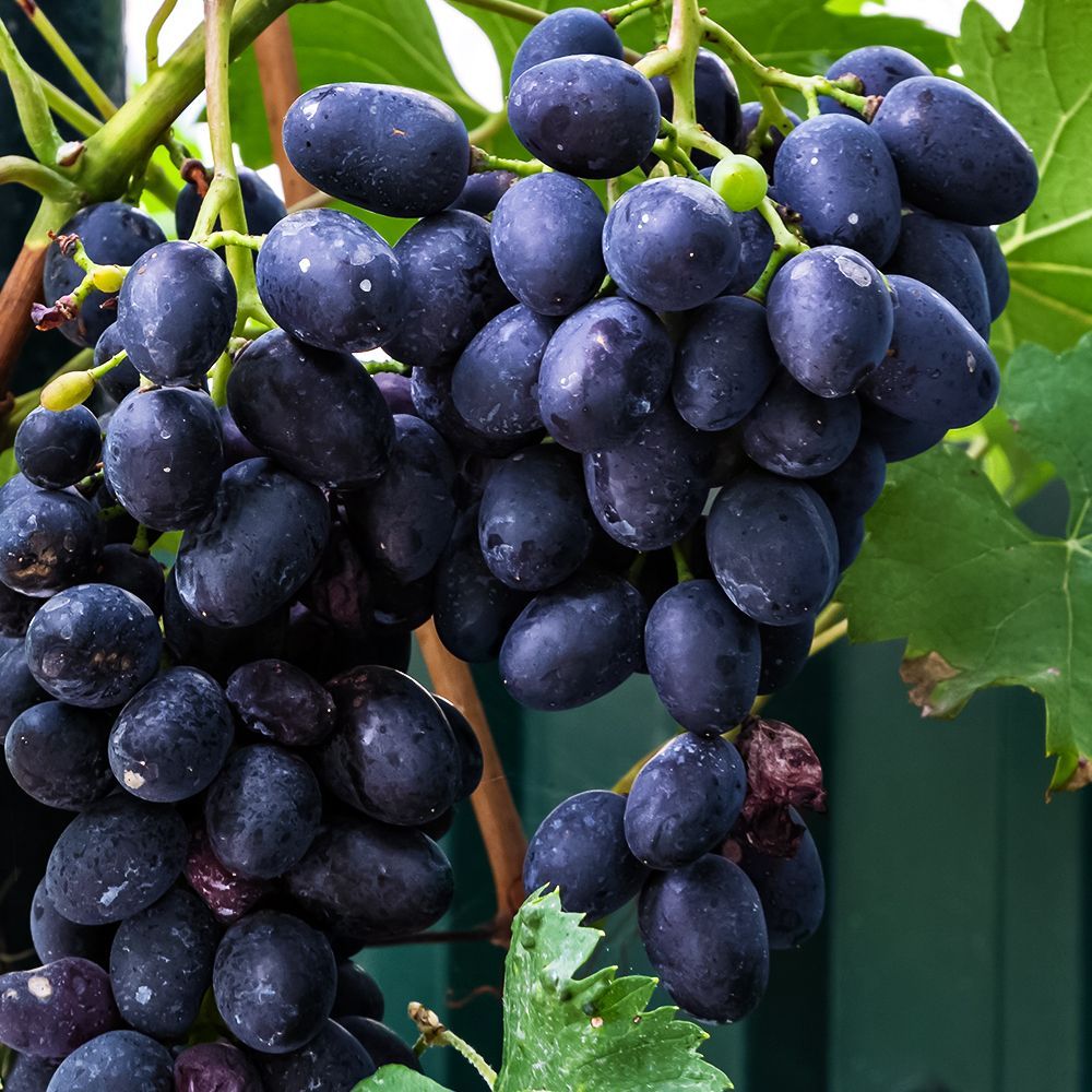 ���������� �������� ���������������� ������  