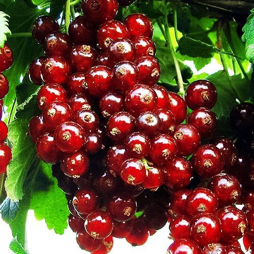 ���������� ��������� ������� ������  