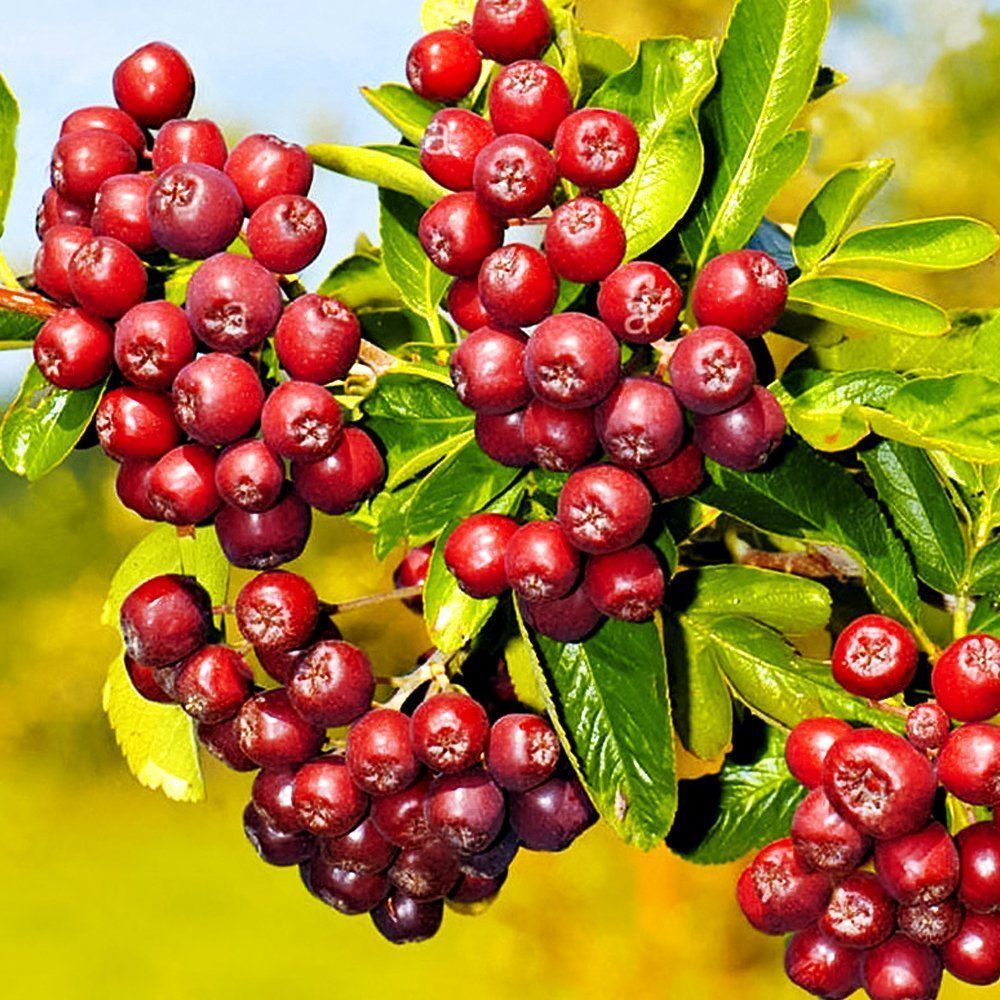 ���������� ������ ������� ��������  