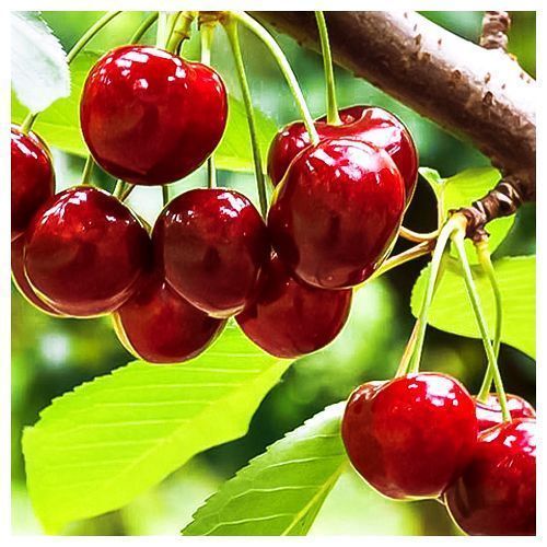 ���������� ����� (���) ���������  