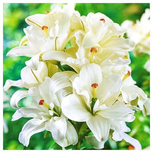 ���������� ����� ��������� �������� �������� ����  