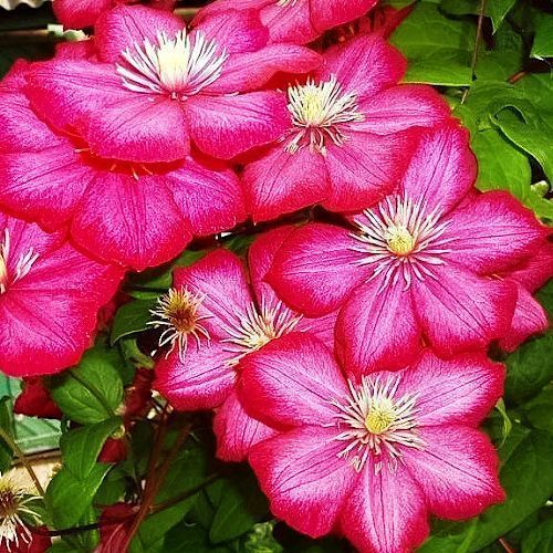 ���������� �������� ���� �� ����  