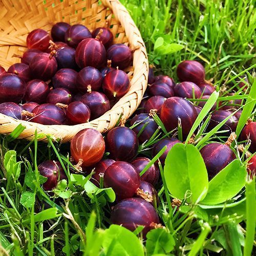 ���������� ��������� �����  