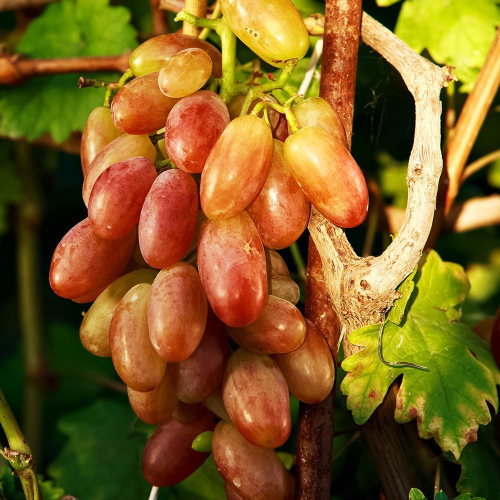 ���������� �������� ������������� �������  