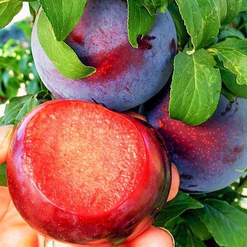 ���������� ����� ���� �������  