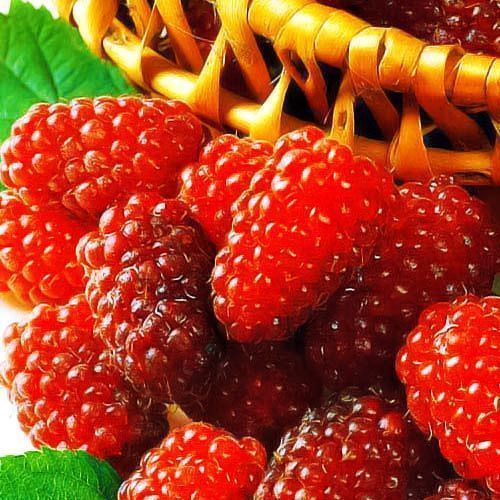 ���������� ������ ������������ ������  