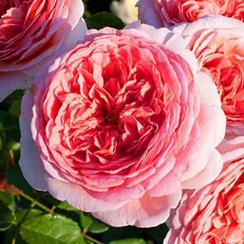 ���������� ���� ���������� ������� �����  