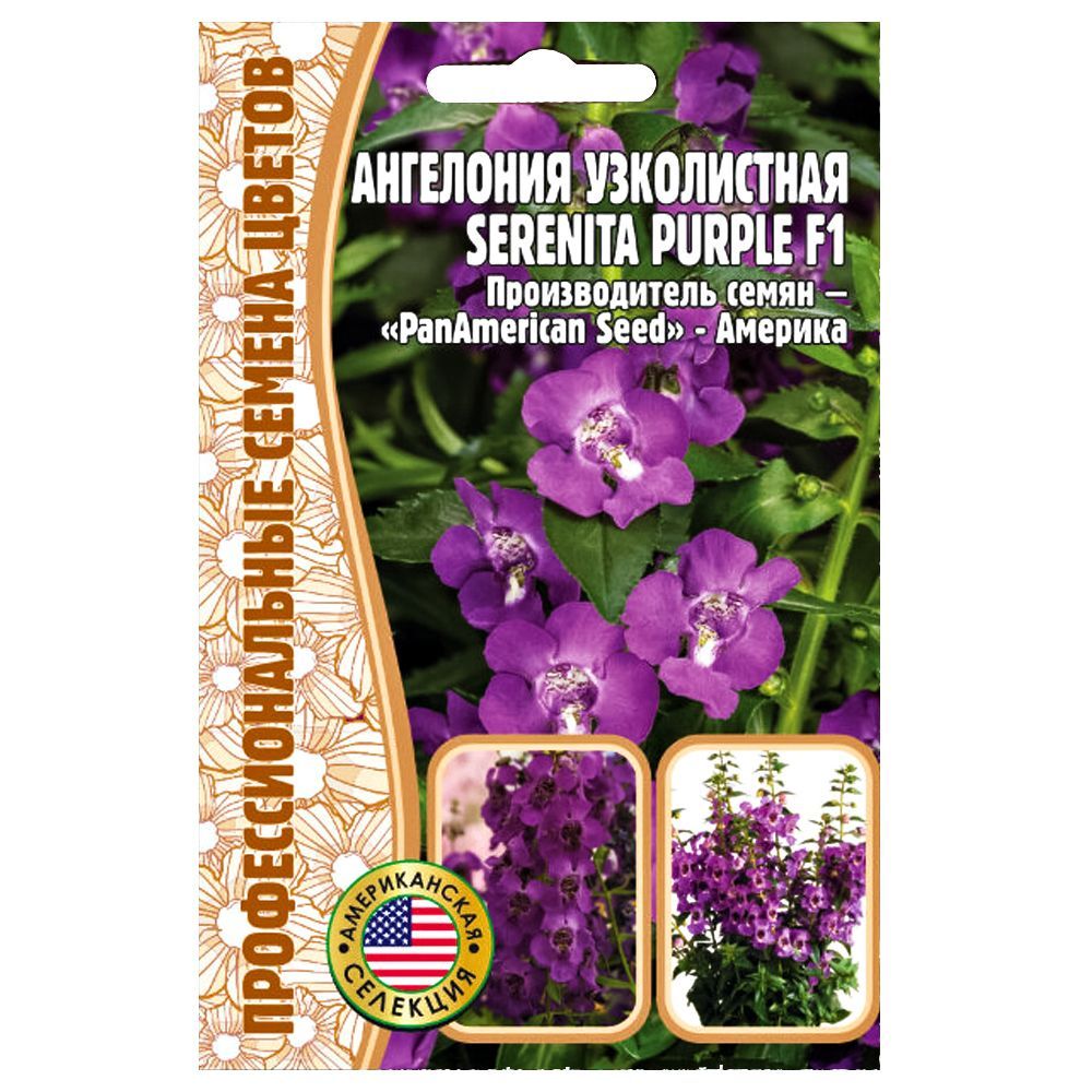    Serenita urple F1    