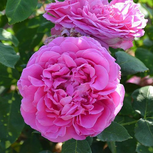 ���������� ���� ���� ���� ������  