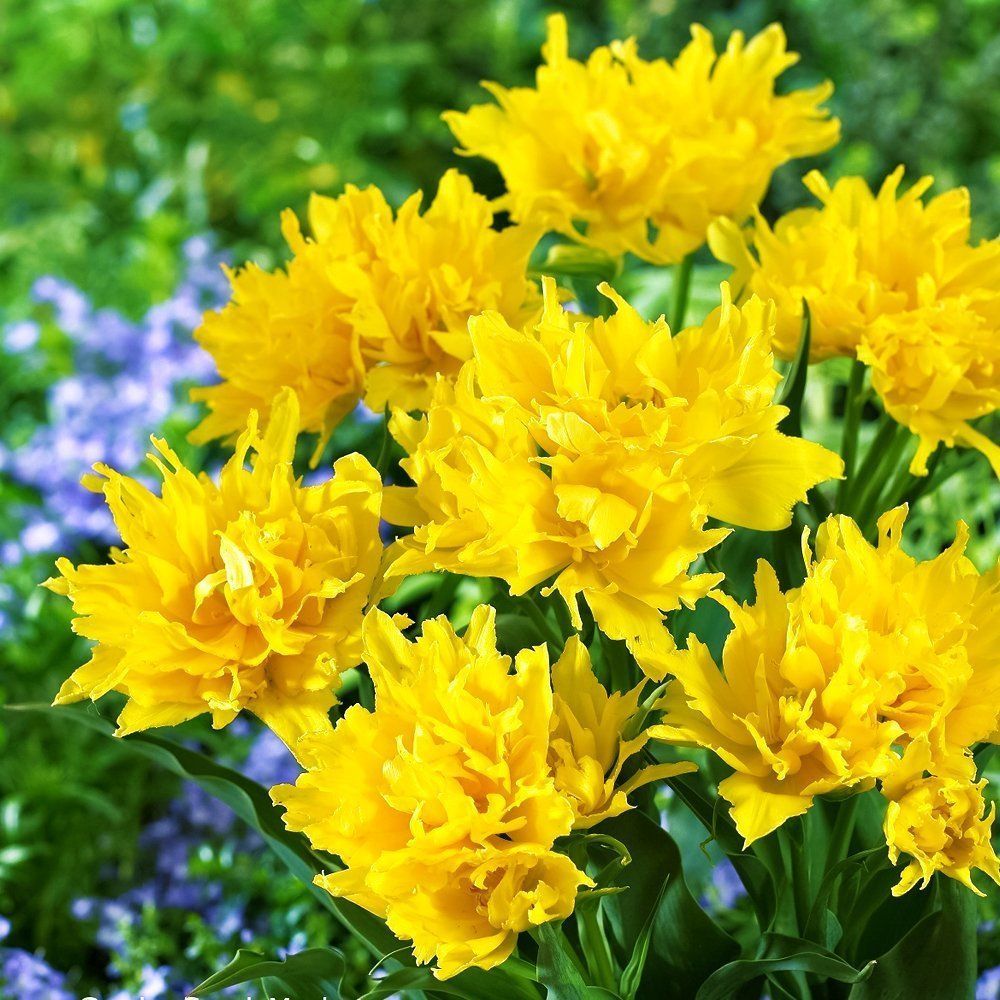 ���������� ������� ������������ ������ �������  
