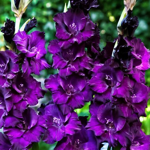 ���������� ��������� ��������������� ���� �������  