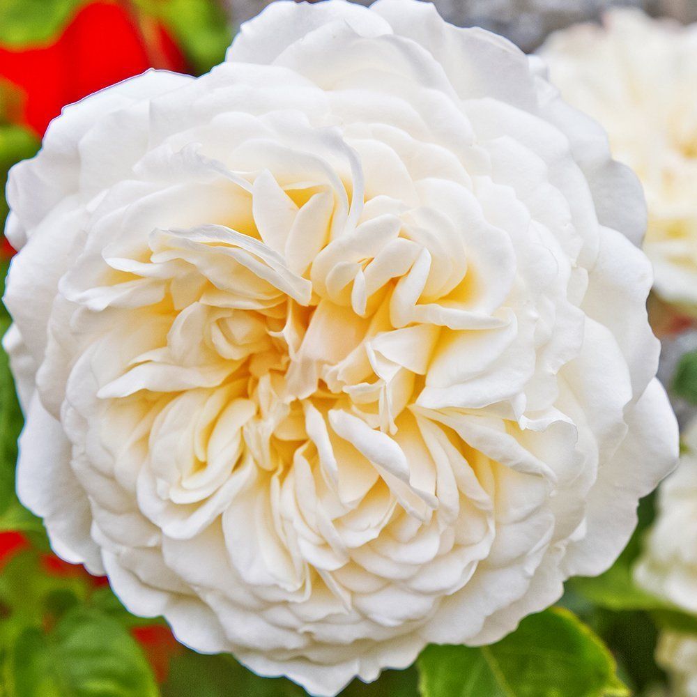 ���������� ���� ���������� �����������  