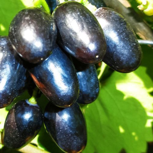 ���������� �������� ������� (��� ������)  