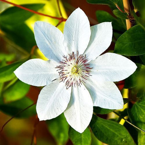 ���������� �������� ����� ���������  