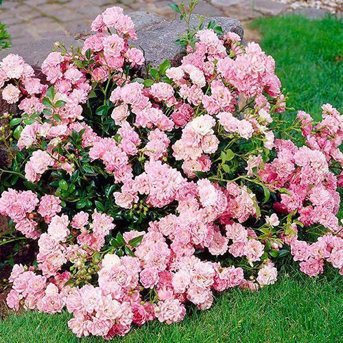 ���������� ���� �������������� �� �����  