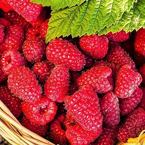 ���������� ������ ������������ ����� ��������  