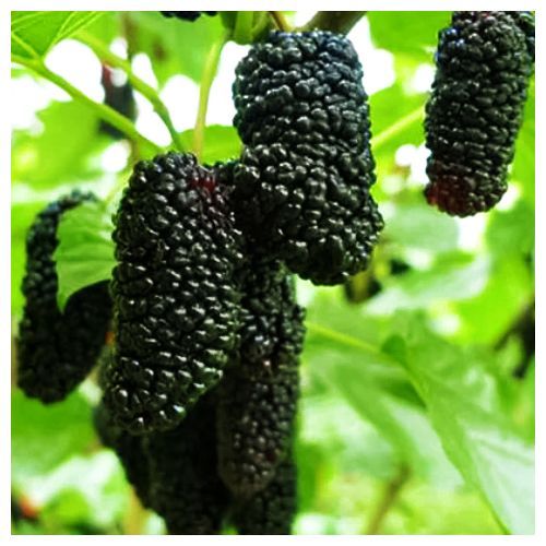 ���������� ��������� ������ �����������  