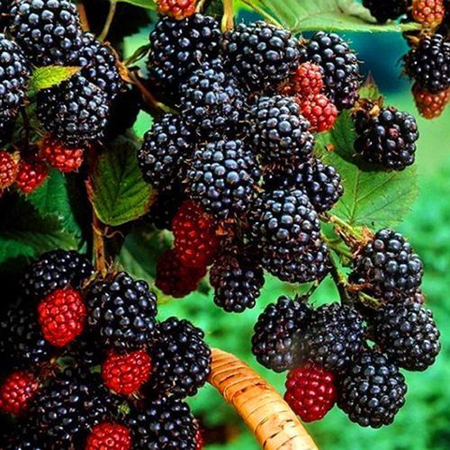 ���������� ������ ������ ���� ������  