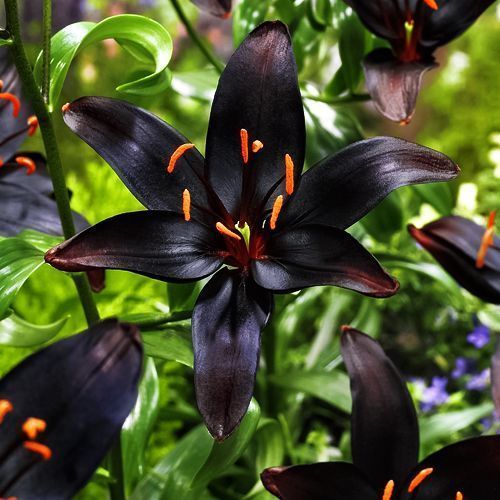 ���������� ����� ��������� ���� �� ����  