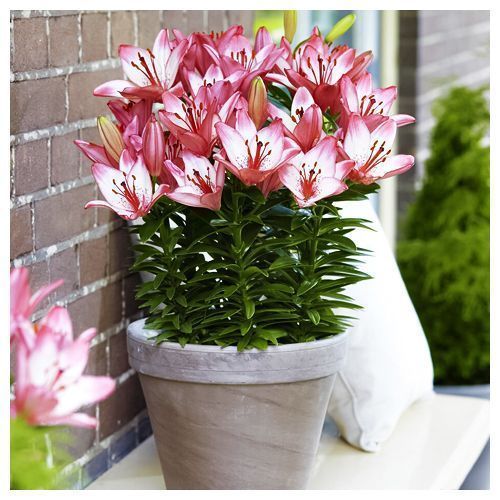 ���������� ����� ��������� ��������� �������� ����  