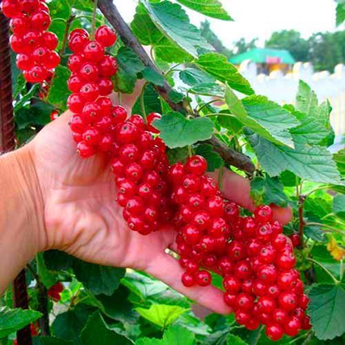 ���������� ��������� ������� ������������������ �����������  
