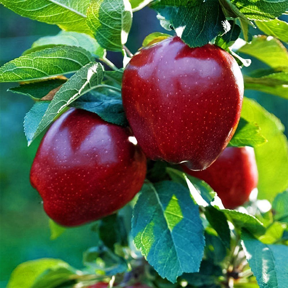 ���������� ������ ������� �������  