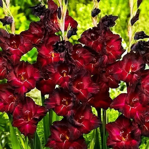 ���������� ��������� ��������������� ���� ��������  